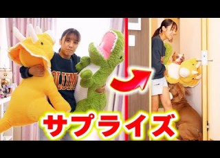 ロッキーとレイに新しいお友達をサプライズプレゼント またクマさん捨てちゃうの アメリカンピットブル