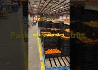 Packing Citrus Job In Australia Night Shift Hourly Rates 25 41