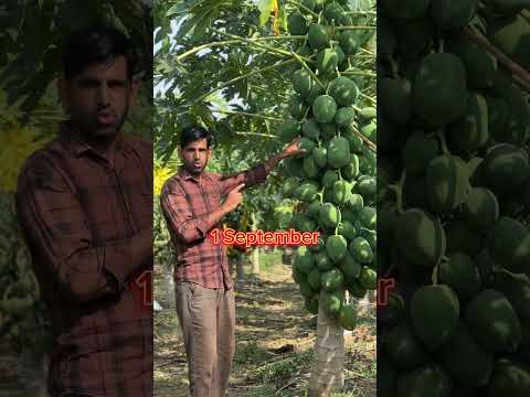 Taiwan Red Lady 786 Papita Ki Kheti Papaya Fruit Farming Papitakikheti Profitablefarming