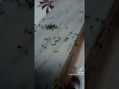 اسرع طريقة تخرج بها النمل من بيتك