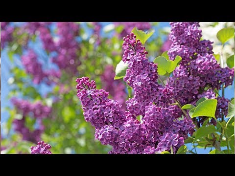 Beautiful Instrumental Hymns Peaceful Relaxing Music Sunday Morning Sunrise By Tim Janis