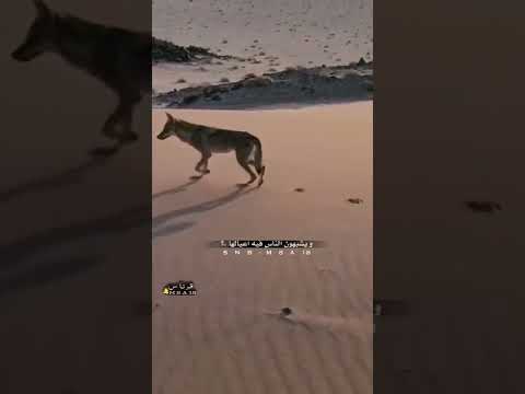 الذيب ياكل من حلال الغانمين قصيد قصائد شعر قرناس الشراري