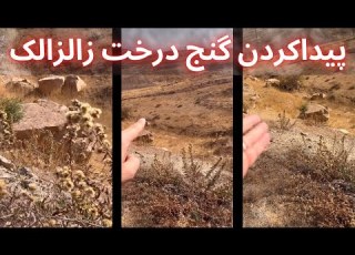  پیداکردن گنج درخت زالزالک درگنج یابی