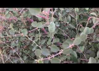 نبات القبار الكبار الكبر Capers