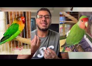  اهم خمس نصائح للمبتدئين اول م تشتري عصافير مهم جداا