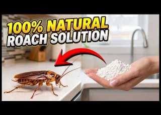 Best Natural Way To Get Rid Of Cockroaches Overnight