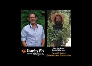  Shaping Fire Ep 71 Cannabis Pollen Collection And Preservation With Guest Daniel Morford