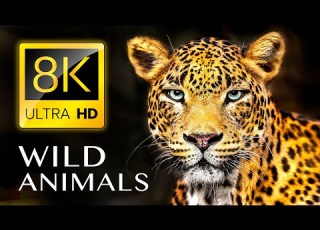  WILD ANIMALS 8K ULTRA HD