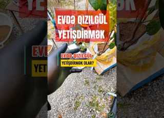 Evdə Qızılgül Yetişdirmək Qızılgül Bitkicilikalemi Bitkici Evgülləri