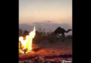 قصيدة البدو