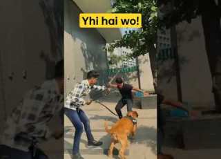 Pitbull Attack Lucknow Killed Owner S Mother Original Video Of The Pitbull Attack Lucknow