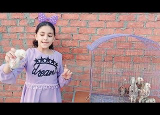 لما بنتك تبيع الكتاكيت الهندي بخمسه جنيه حبيبه فراشه اليوتيوب