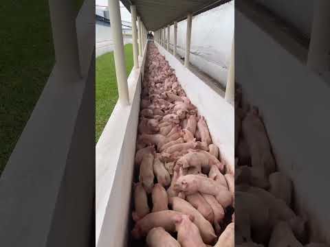 UFUGAJI WA NGURUWE KIBIASHARA