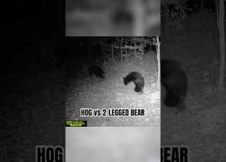  Hog Vs Two Legged Bear