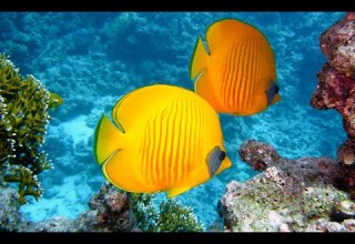 سورة الكهف وسورة مريم ماهر المعيقلي مع أجمل مناظر الأسماك الطبيعية بدون إعلانات 4k