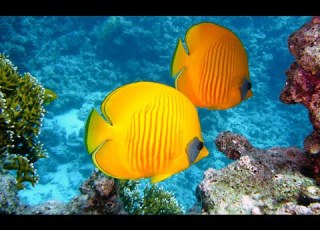 سورة الكهف وسورة مريم ماهر المعيقلي مع أجمل مناظر الأسماك الطبيعية بدون إعلانات 4k