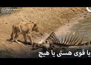 زندگی در این خانواده یک نبرد برای بقاست مستند طبیعت وحشی