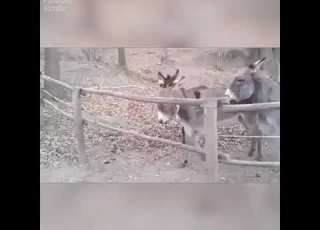  ههههههههههههه حتموت من تحك ازكا حمار فى العالم لا تنسى الاعجاب والاشتراك في قناه الدولي ده انا