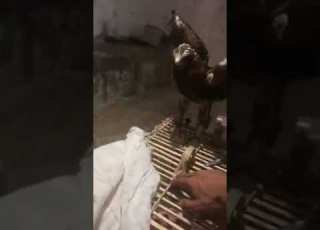 صوت عقاب البوتد