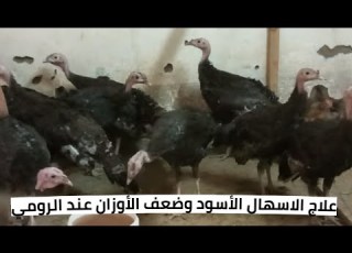 علاج الاسهال الاسود عند الرومي وضعف الأوزان