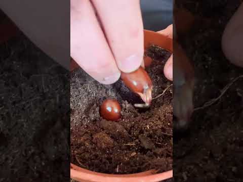 How To Grow Lychee From Seed