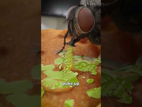 How Flies Actually Eat Your Food