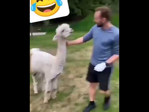 مقطع يضحك لحيوان اللاما