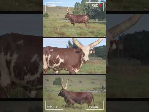 ANKOLE WATUSI CATTLE Biggest Bulls And Cow Cows Bulls Ankole