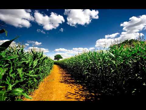 سورة الرحمن بصوت القارئ أحمد أبو المعاطي