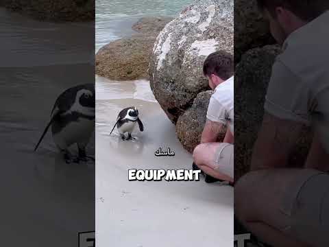 ليش البطريق يعتقد البشر بطاريق