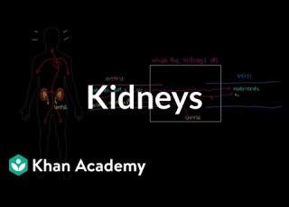 Meet The Kidneys Renal System Physiology NCLEX RN Khan Academy