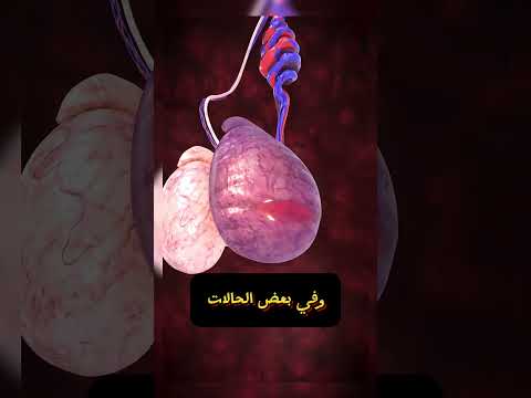 ماذا يحدث لك إذا تعرضت للضرب في منطقة الخصيتين