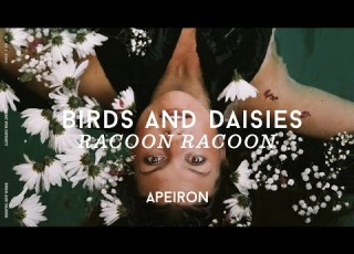  Racoon Racoon Birds And Daisies Lyrics