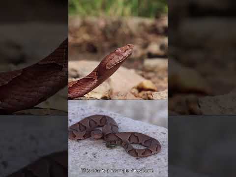 क परह ड बन म क टम उथ