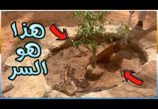 كيف تزرع شجرة وتثمر خلال عام افضل خطوات لزراعة اي شجرة