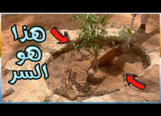 كيف تزرع شجرة وتثمر خلال عام افضل خطوات لزراعة اي شجرة