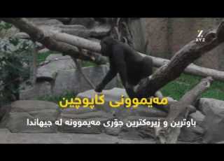 چی دەربارەی مەیموون دەزانیت