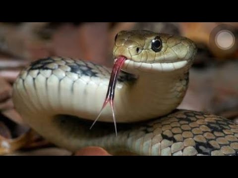 Joka Kubwa La Ajabu Lamaliza Watu Pembezoni Mwa Tanzania