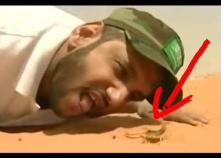  أكل العقارب يدخل كتاب غينيز الأرقام القياسية