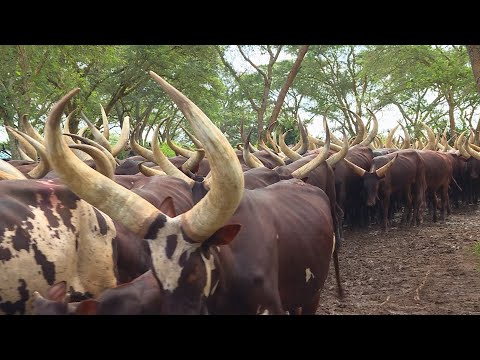 President Museveni S One Hundred Thousand Cows Kisozi Ranch