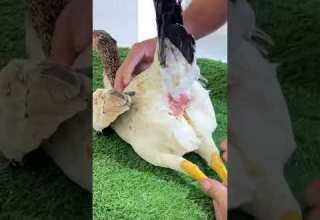 تلقيح إنثي الديك صناعي شاهد للنهاية