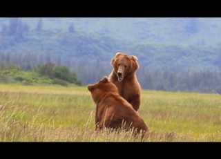  Alaska Grizzly Bears Epic Duel Over Female Grizzly