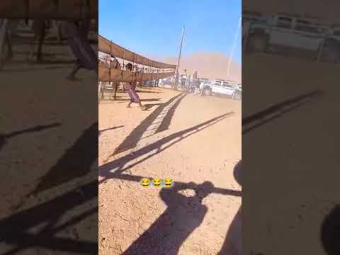 سباق الأبل حصل شي غريب جمل ناقه حوار بعير