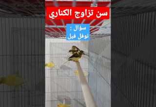 العمر المناسب للتزاوج عند الكناري متى موسم التزاوج عند طيور الكناري