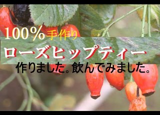 100 手作り ローズヒップティー 作りました 飲んでみました