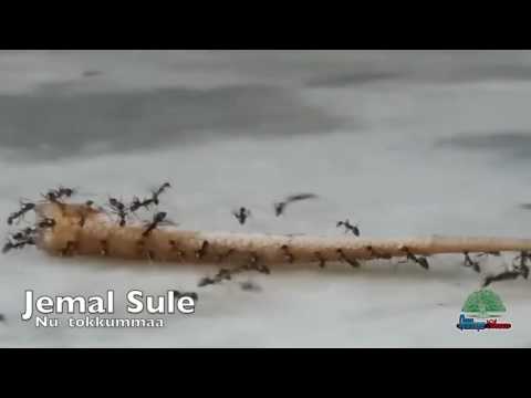 Jemal Sule Nu Tokkumma