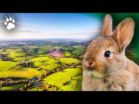 Paarungszeit Paarung Im Bocage Tierdokumentation