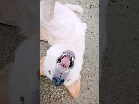 Puppy S Feeding Time Explore Dog Animals Petlover Doglove Pets Dogshorts