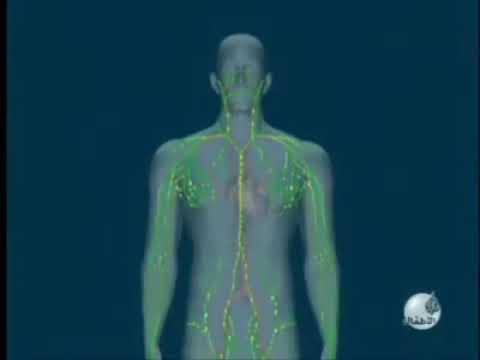 المناعة خط الدفاع الثالث