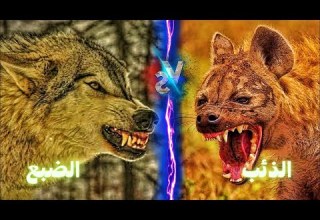 الذئب ضد الضبع من الاقوى
